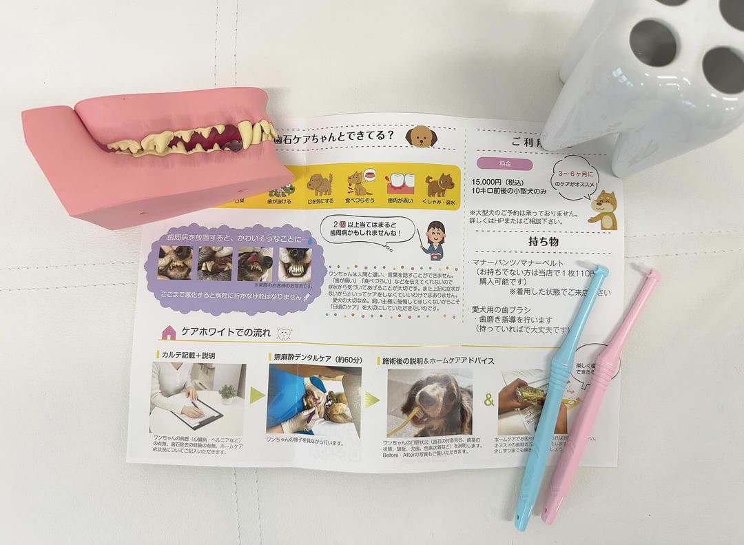豊田市に犬の歯磨きサロンが新店舗オープン！Carewhite(ケアホワイト）画像10